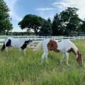Durables 3-Rail Vinyl Ranch Rail Horse Fence with 7.5' Posts (White) - Priced Per Foot
