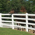 Durables 4-Rail Vinyl Ranch Rail Horse Fence with 8' Posts (Gray) - Priced Per Foot (White Shown As Example)